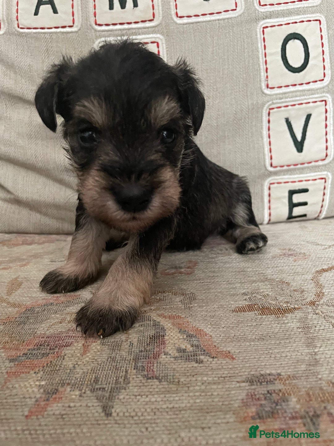 Miniature Schnauzer dogs for sale: Pepper & Salt miniature Schnauzer pups for sale  - Image 18