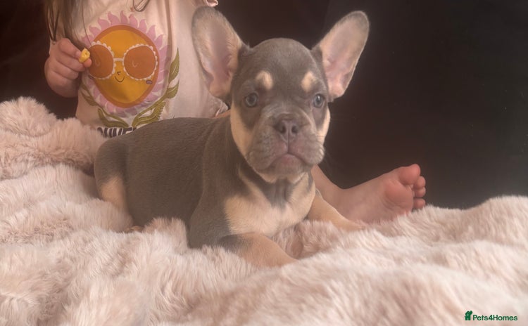 French Bulldog dogs - Advert 10