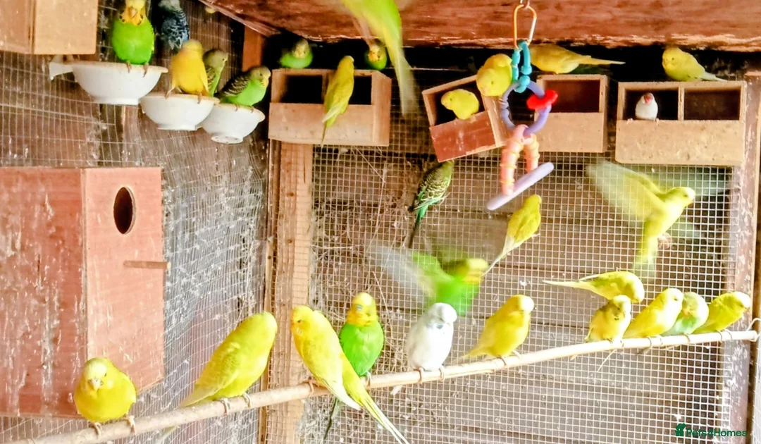 Budgerigars birds for sale: BEAUTIFUL YOUNG BUDGIES FOR SALE! in Cradley Heath - Advert 4