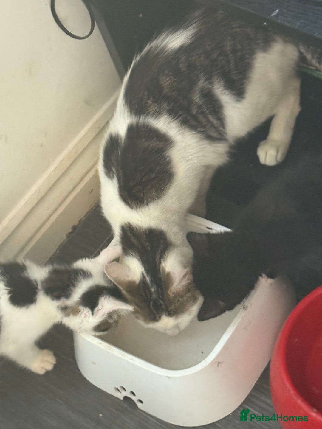 Mixed Breed cats for sale: Moggie Kittens - Image 6