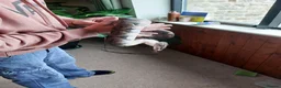 Python Snake reptiles for sale: Ball/Royal Python in Richmond - Advert 1
