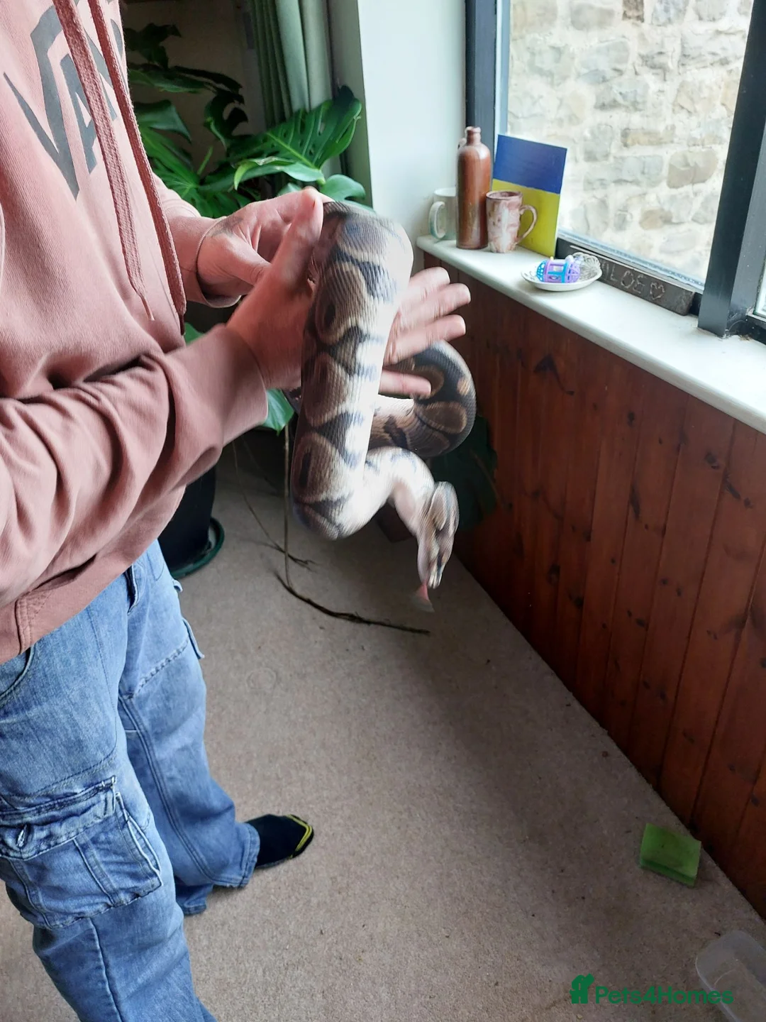 Python Snake reptiles for sale: Ball/Royal Python in Richmond - Advert 1