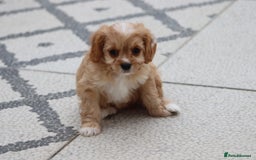 Cavapoo dogs for sale: F1 Cavapoo puppies for sale - Image 34