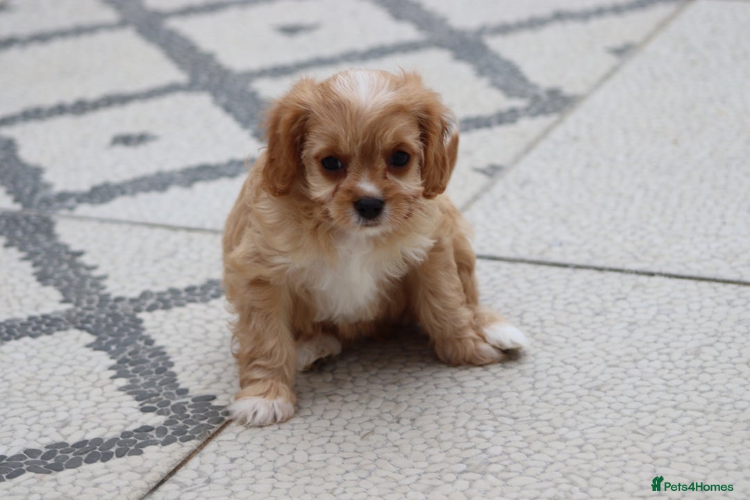 Cavapoo dogs for sale: F1 Cavapoo puppies for sale - Image 34