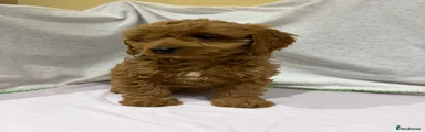 Cavapoo 9