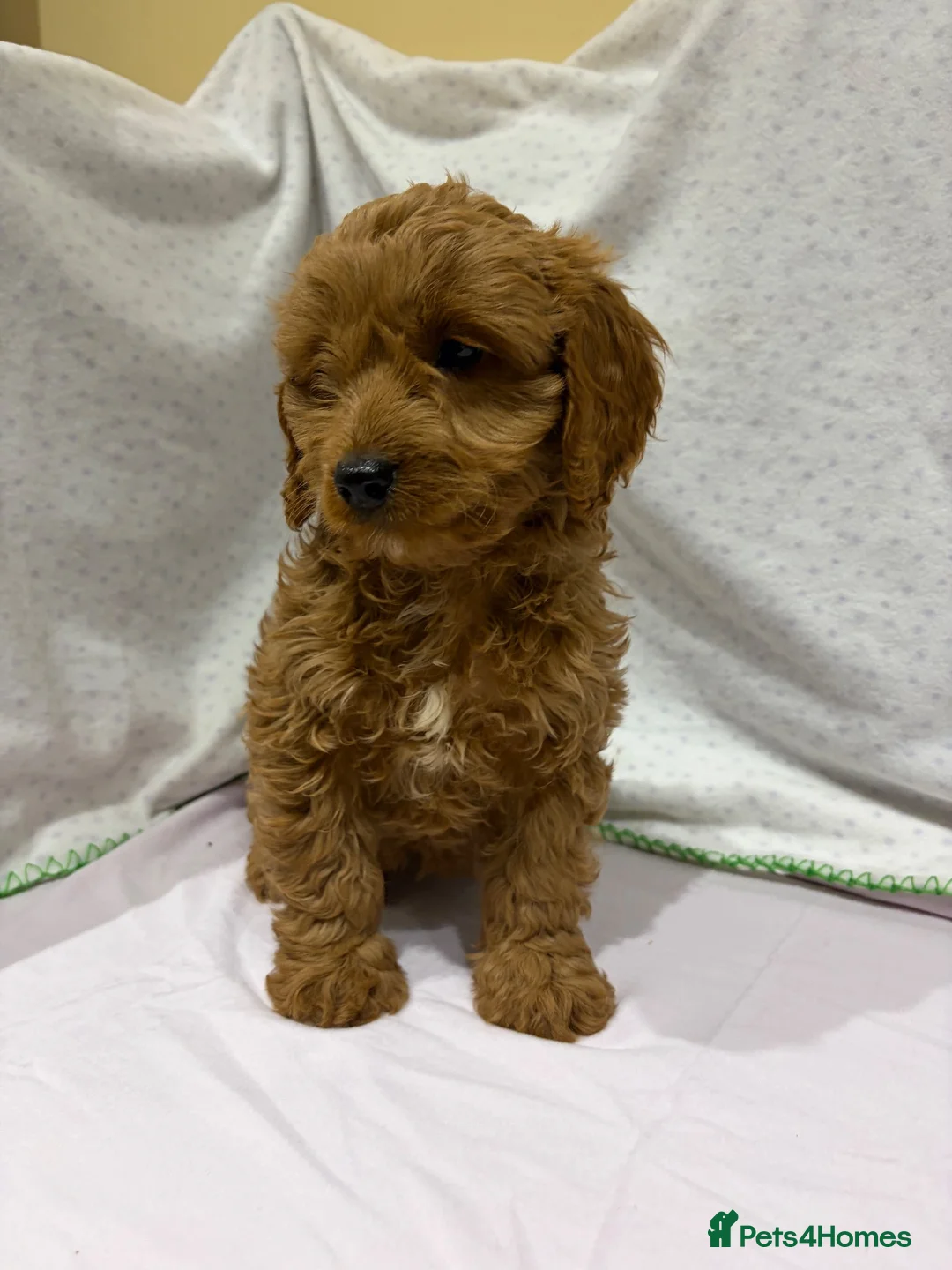 Cavapoo dogs for sale: FULLY HEALTH TESTED F1B RED AND GOLD CAVAPOOS - Advert 10