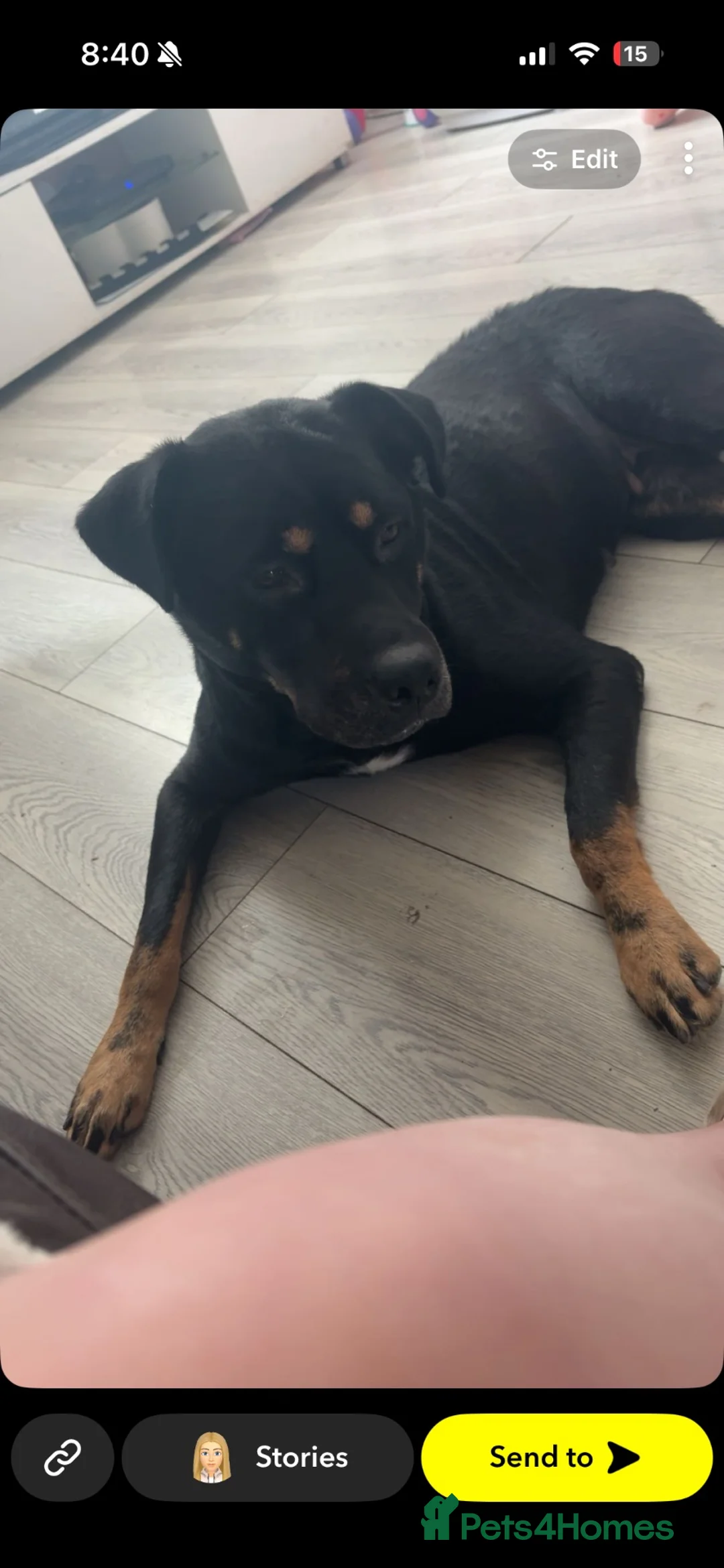 Mixed Breed dogs for sale: Myla  in Cradley Heath - Advert 2