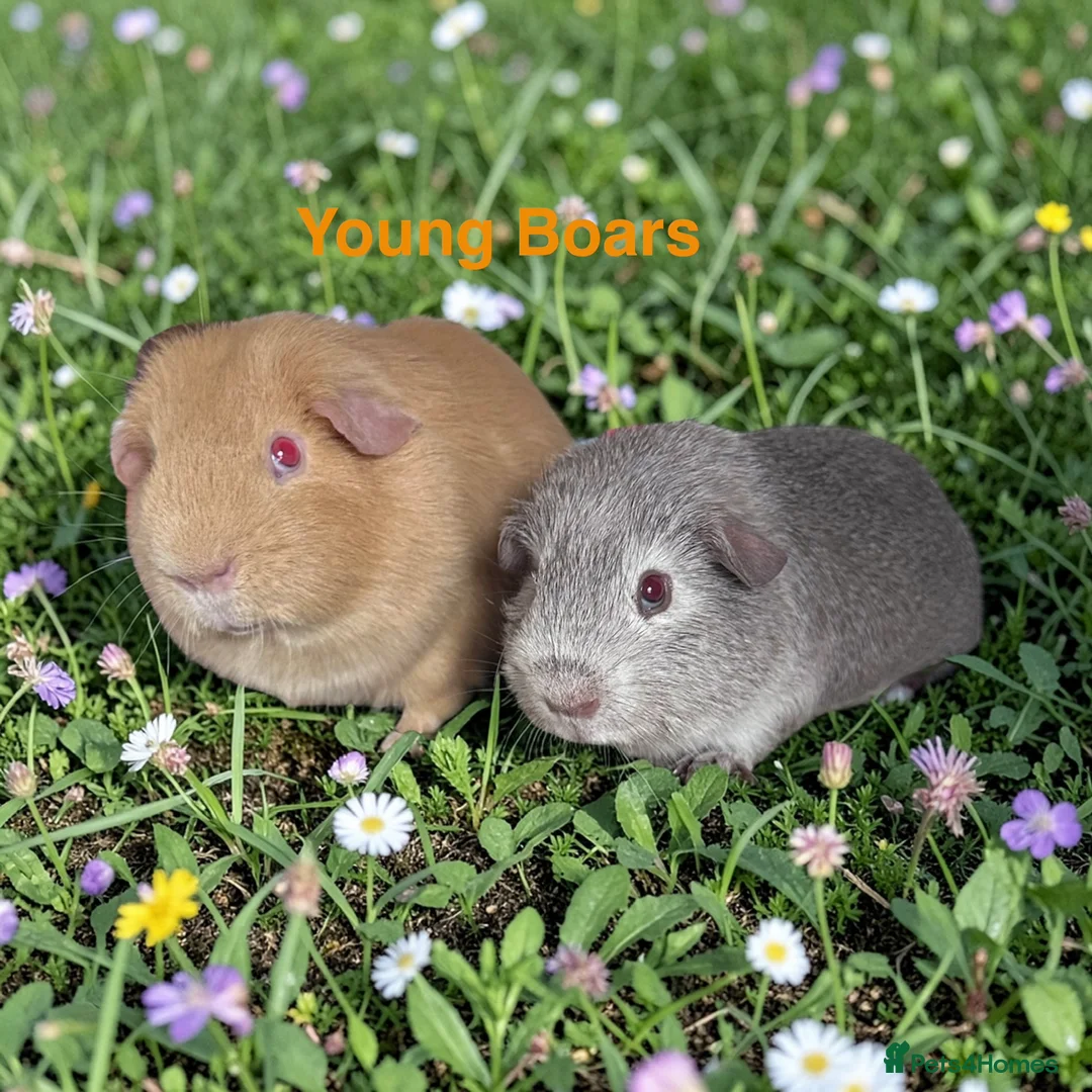 Guinea Pig rodents for sale: Guinea pigs lots of Young Show Sows and Boars  - Advert 2