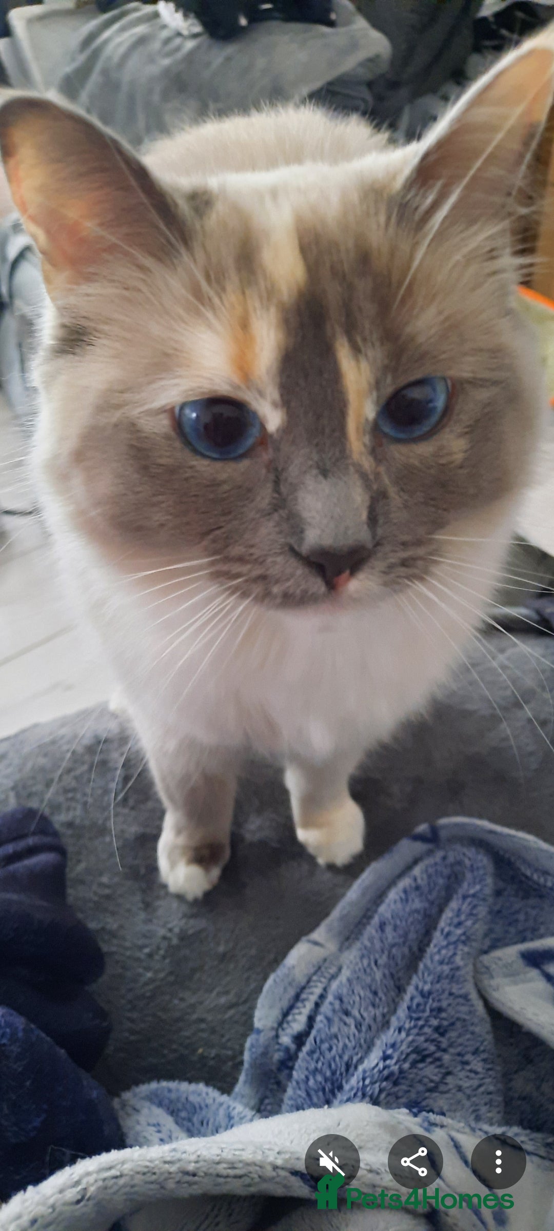 Ragdoll cats Tortie Ragdoll female  - Advert 6