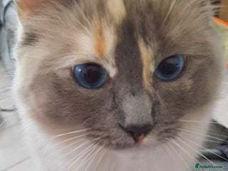 Ragdoll cats Tortie Ragdoll female - Advert 6