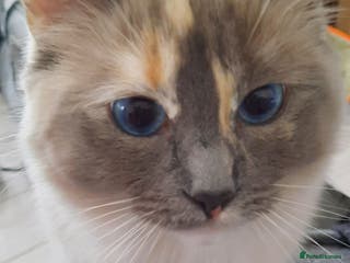 Ragdoll cats Tortie Ragdoll female - Advert 17
