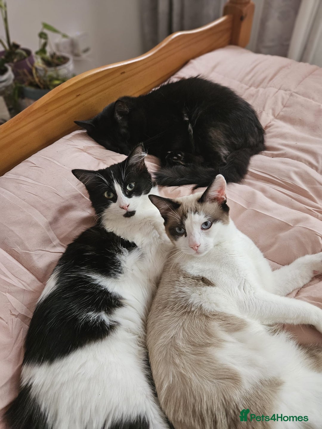 Mixed Breed cats for sale: Free beautiful grey tabby boy needs home  - Image 6