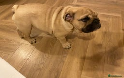 English Bulldog dogs for sale: English bulldog 3 generations kc bloodline  - Image 4