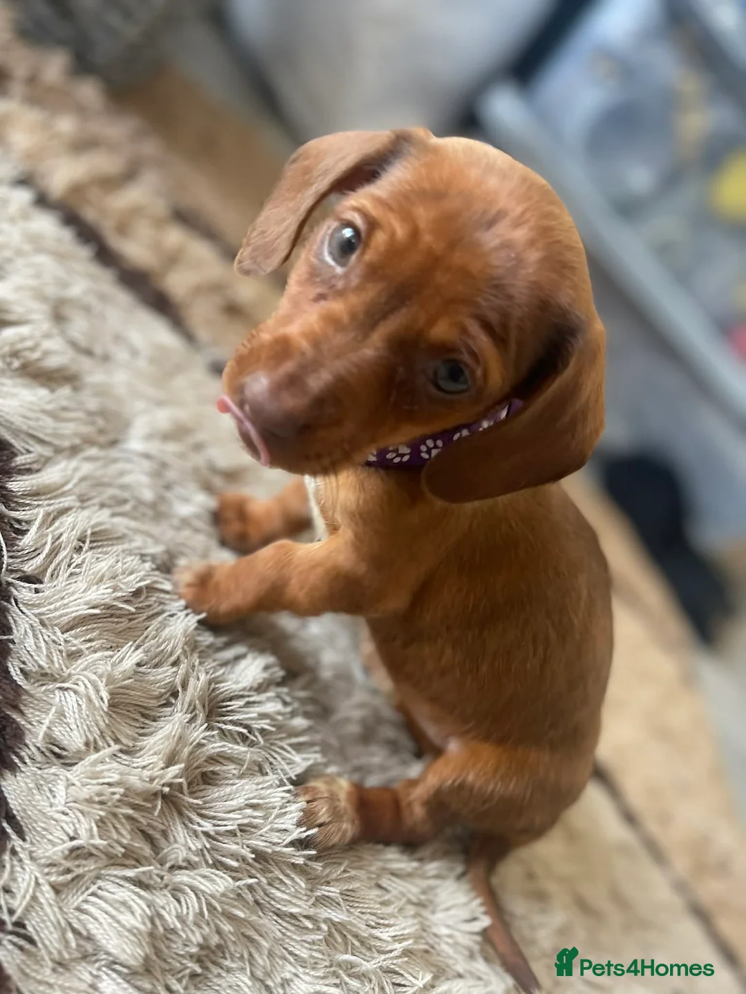 Miniature Dachshund dogs for sale: Miniature dachshund puppies - Advert 2