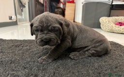 Neapolitan Mastiff dogs for sale:  Neapolitan mastiff puppies Newcastle  - Image 21