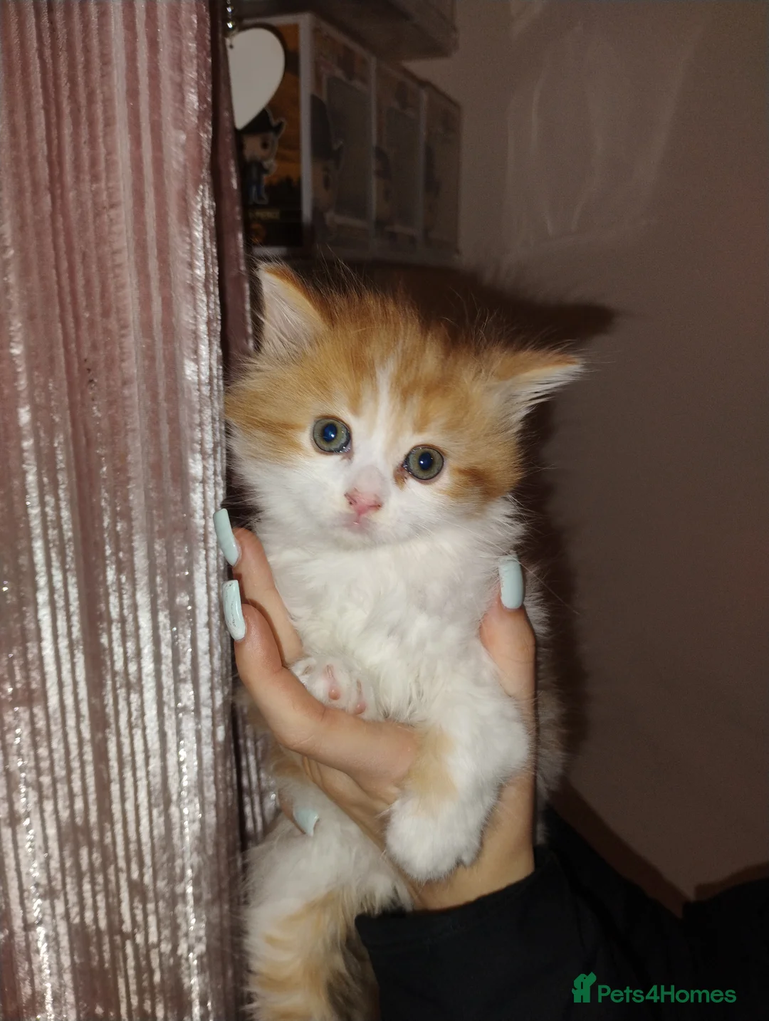 Mixed Breed cats for sale: Two beautiful kittens  - Advert 3