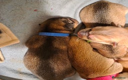 Mixed Breed dogs for sale: Shar pei cross husky puppies  - Image 6