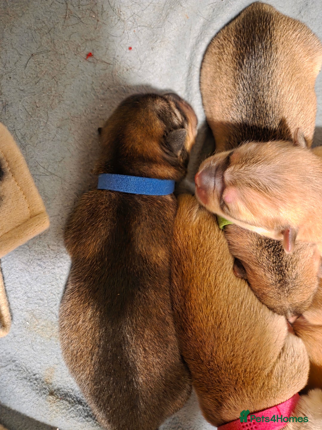 Mixed Breed dogs for sale: Shar pei cross husky puppies  - Image 6