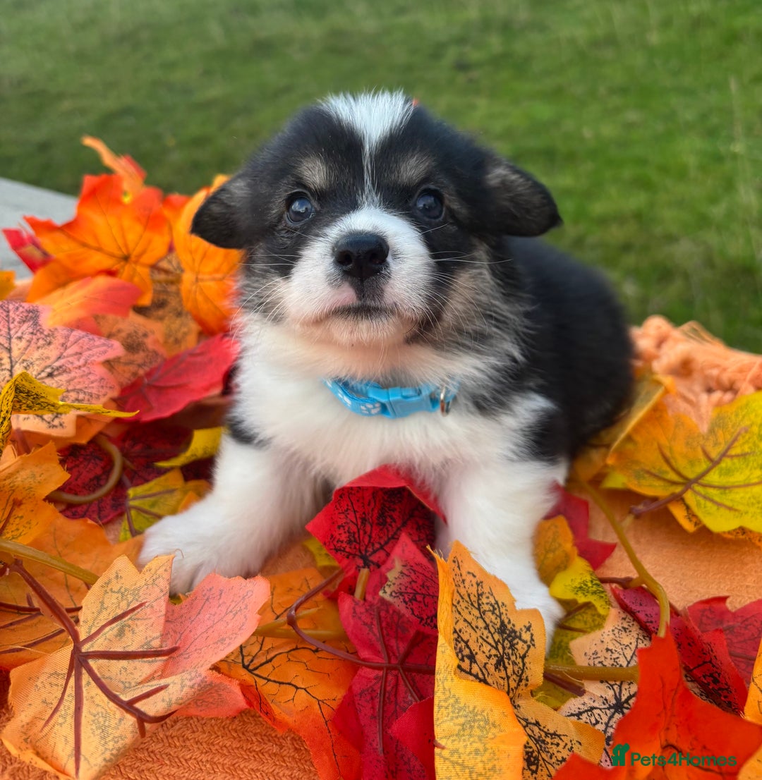Welsh Corgi Pembroke dogs for sale: Champion Show quality stunning Corgi Puppies - Image 12