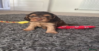 Cocker Spaniel dogs - Advert 8