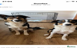 Border Collie dogs for sale: Border collies Dundee  - Image 29