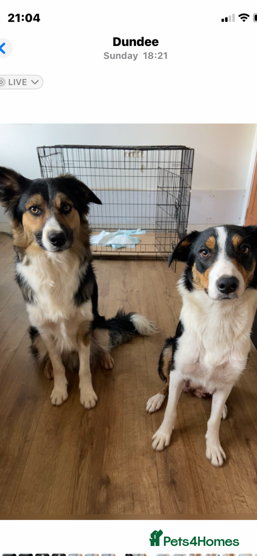 Border Collie dogs for sale: Border collies Dundee  - Image 29