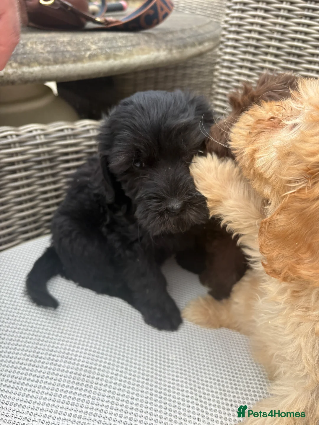 Labradoodle dogs for sale: Beautiful Labradoodle puppy! - Advert 7