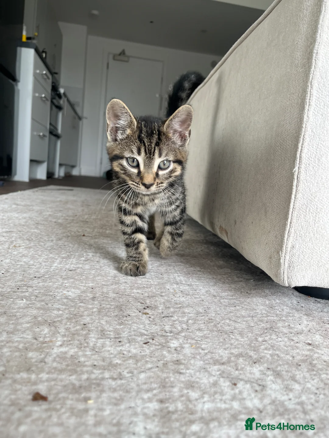 British Shorthair cats for sale: Tabby Kittens | 3 Available  in London - Advert 21