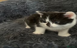 British Shorthair cats for sale: British shorthair/ tuexedo kittens  - Image 18