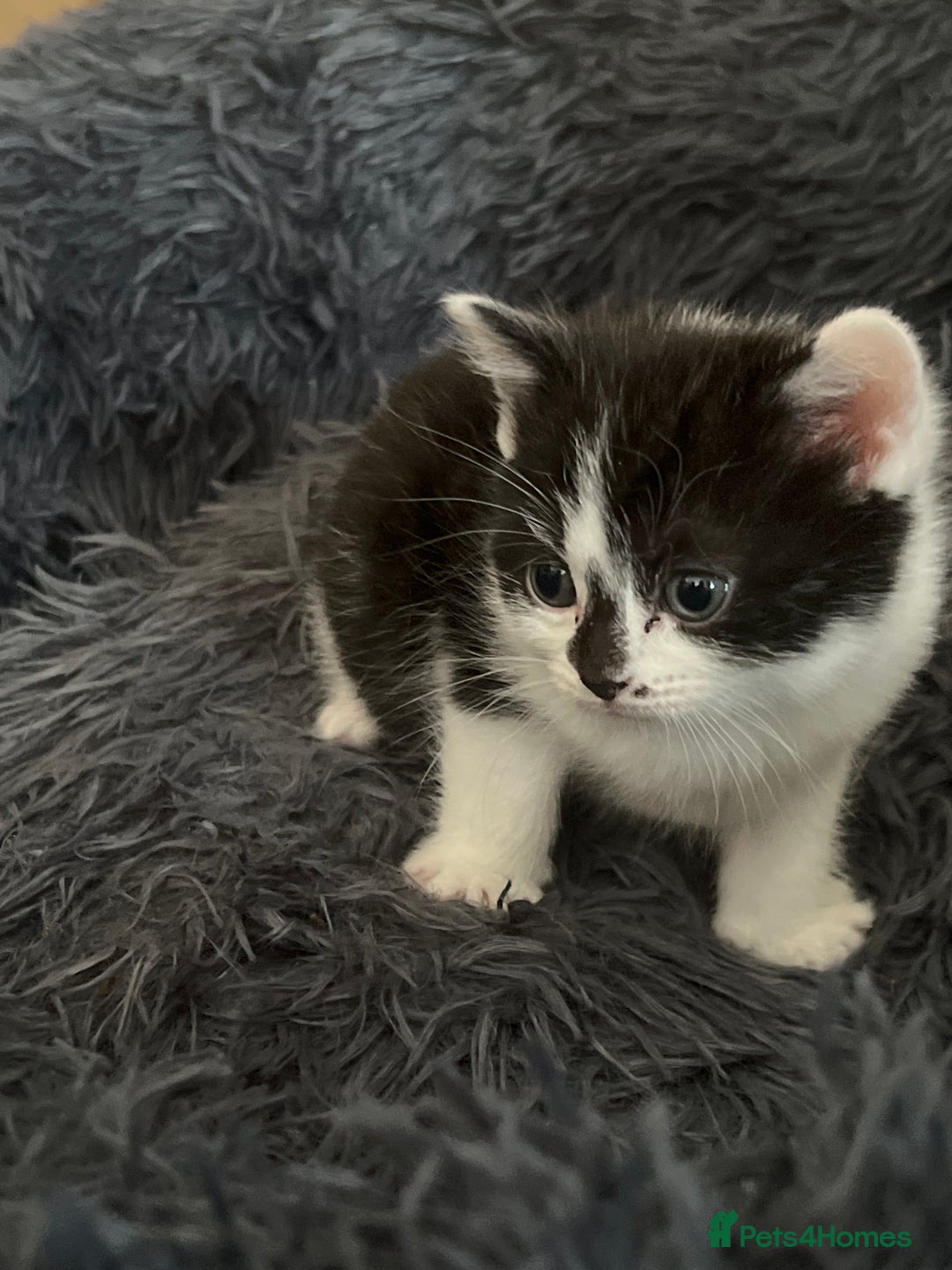British Shorthair cats for sale: British shorthair/ tuexedo kittens  - Image 18