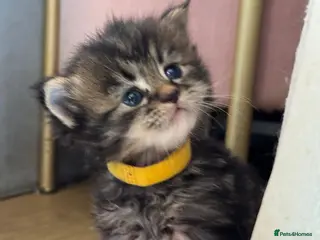 Maine Coon cats Gorgeous full breed Mainecoon kittens ready may 20 - Advert 14