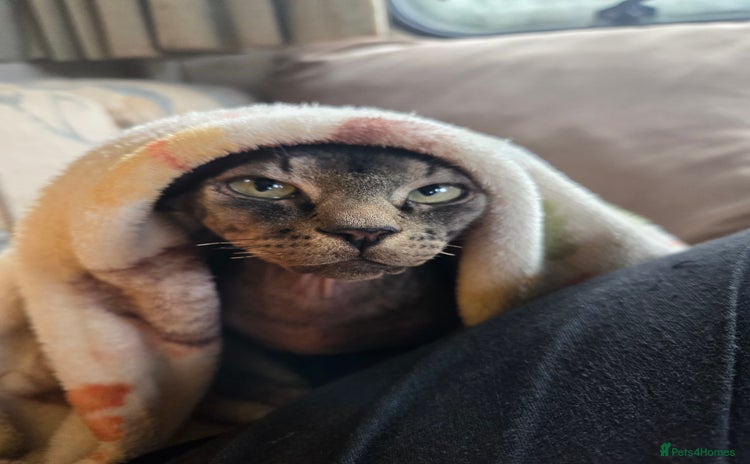 Sphynx cats 5 month old blue tabby sphynx kitten - Advert 11