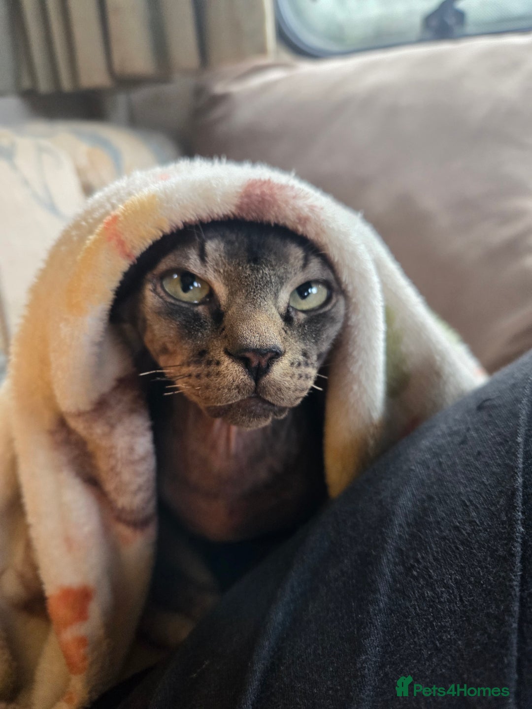 Sphynx cats for sale: 5 month old blue tabby sphynx kitten - Advert 1