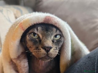 Sphynx cats for sale: 5 month old blue tabby sphynx kitten - Advert 1