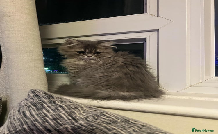 Persian cats - Advert 5