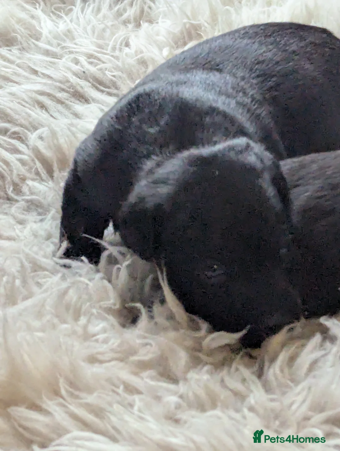 Mexican Hairless dogs for sale: Mini mexican coated/hairless xoloitzcuintli - Advert 2