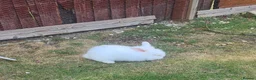 Mini Lion Lop rabbits for sale: 9 Mini Lion Lops For Sale - Advert 7