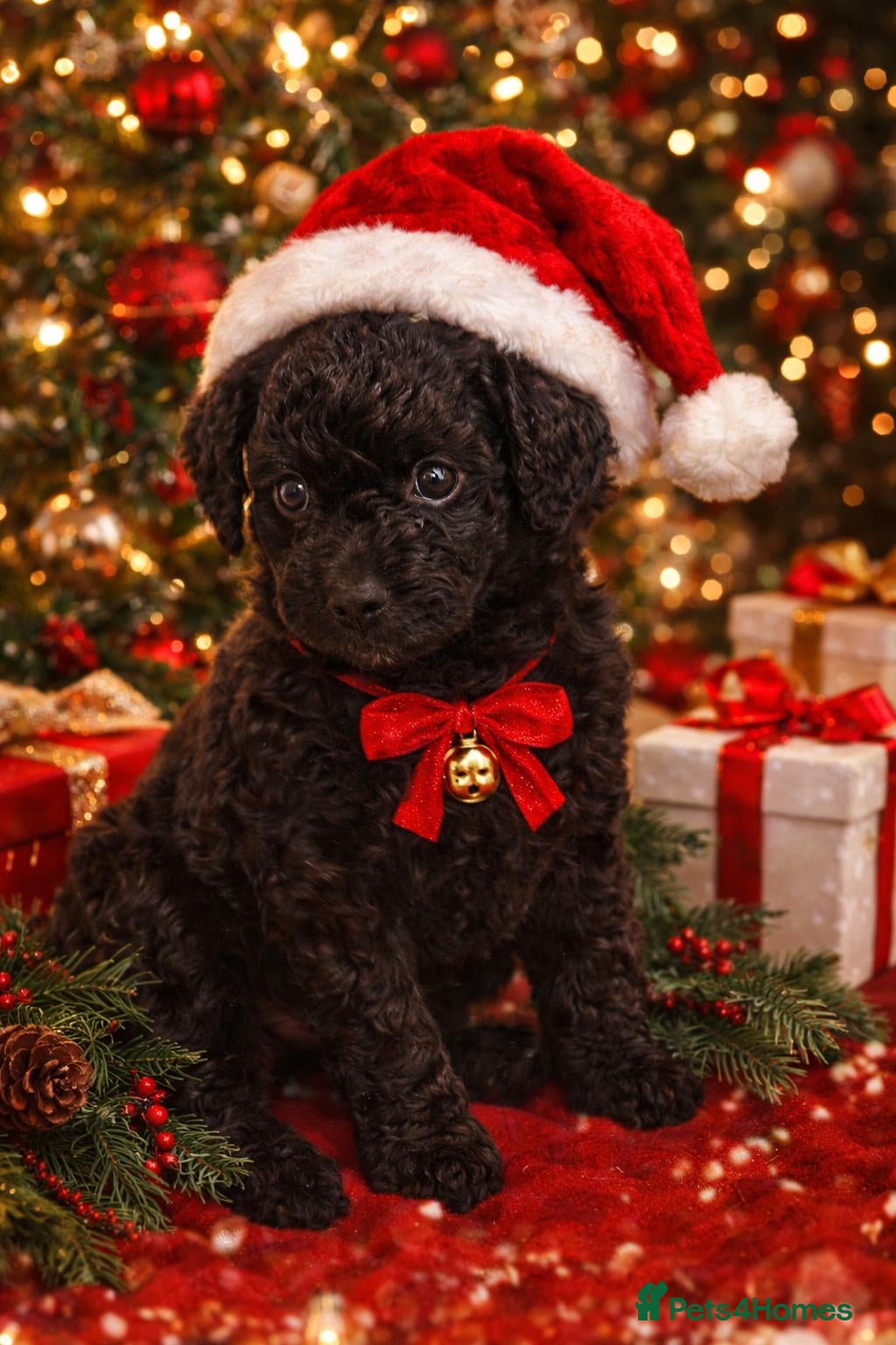 Labradoodle dogs Miniature Labradoodles - Advert 2