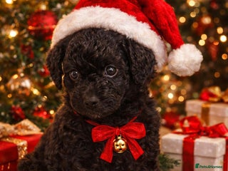 Labradoodle dogs Miniature Labradoodles - Advert 2