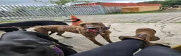 Lurcher dogs for sale: Beautiful 14 months old small male lurcher  - Advert 2