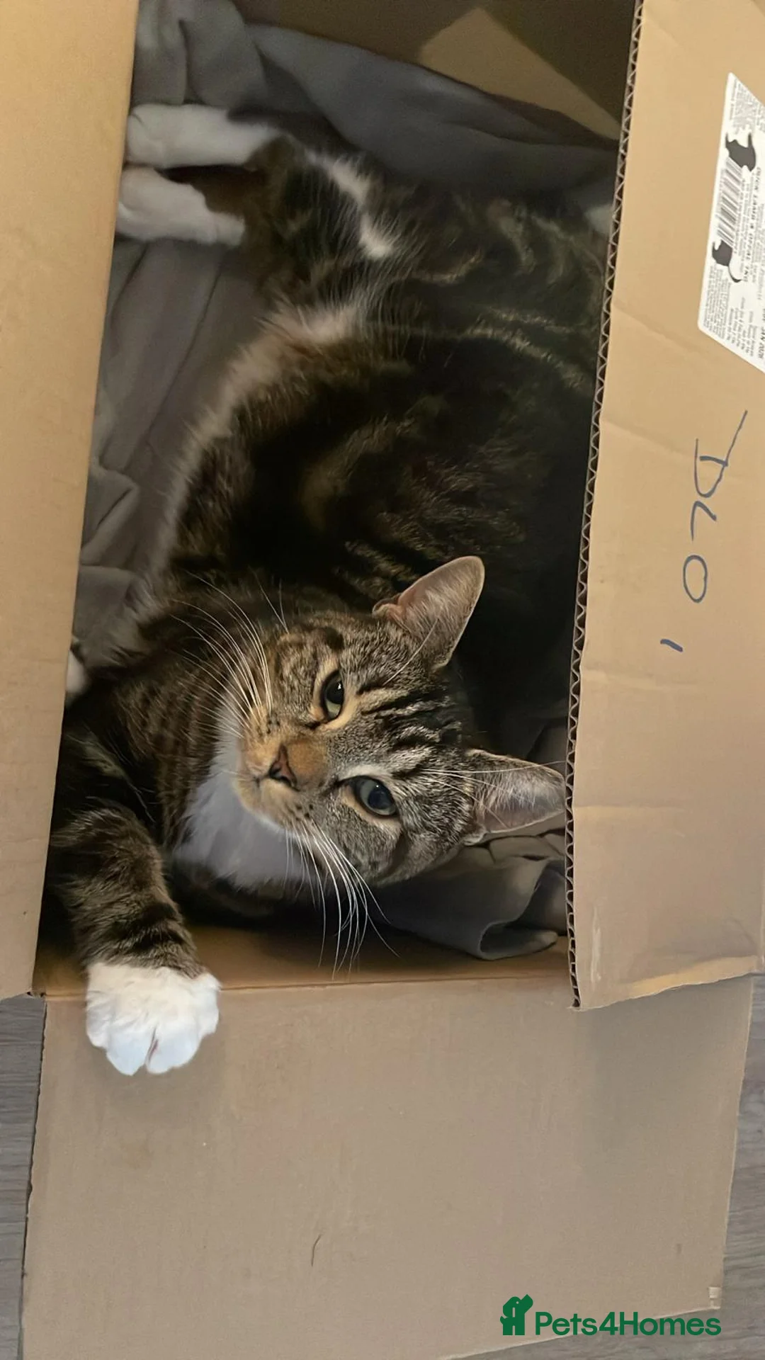 Mixed Breed cats for sale: 🐾 Litter of 5 Tabby Kittens – Ready May 26th! - Advert 16