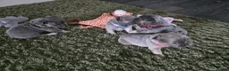 French Bulldog dogs for sale: Fluffy frenchies - Advert 13