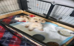 Miniature Poodle dogs for sale: Miniature poodles puppies  - Image 5