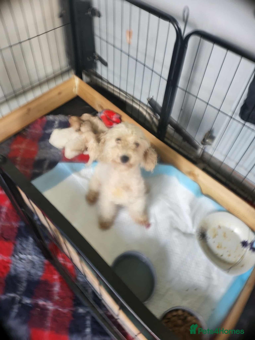 Miniature Poodle dogs for sale: Miniature poodles puppies  - Image 5
