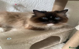Ragdoll cats for sale: 1 male 1 female rag doll  - Image 4