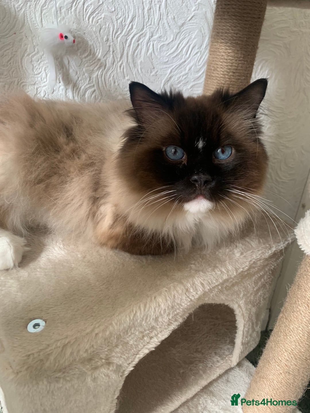 Ragdoll cats for sale: 1 male 1 female rag doll  - Image 4