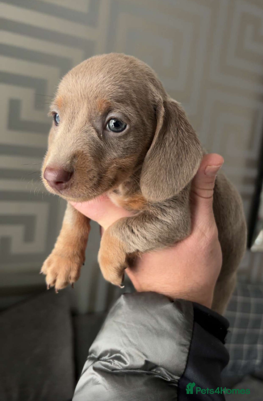 Miniature Dachshund dogs for sale: KC Isabella boy and dapple girl - Advert 2