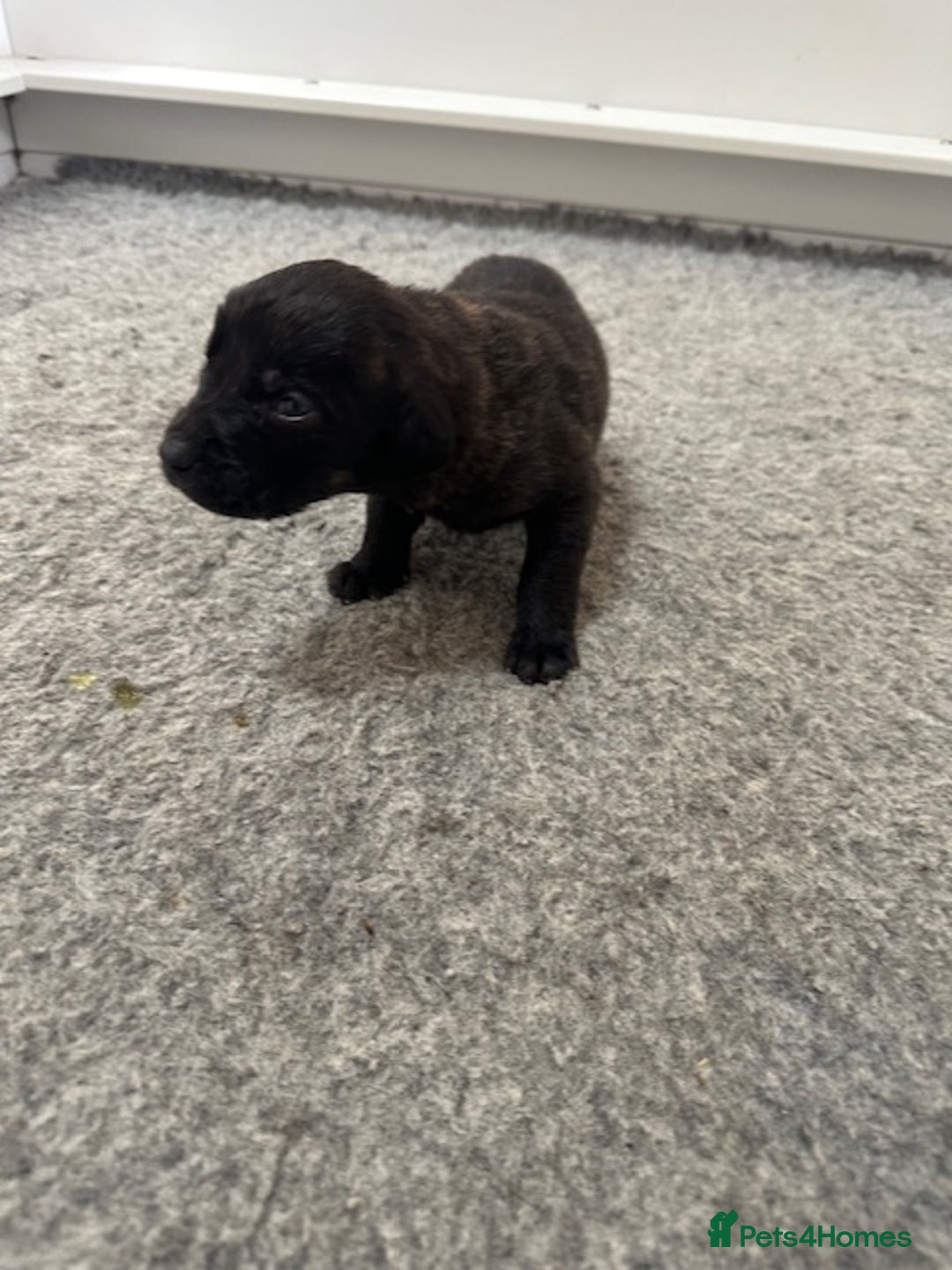 Mastiff dogs for sale: Pedigree Puppies of our Portuguese cattle dogs. - Image 10
