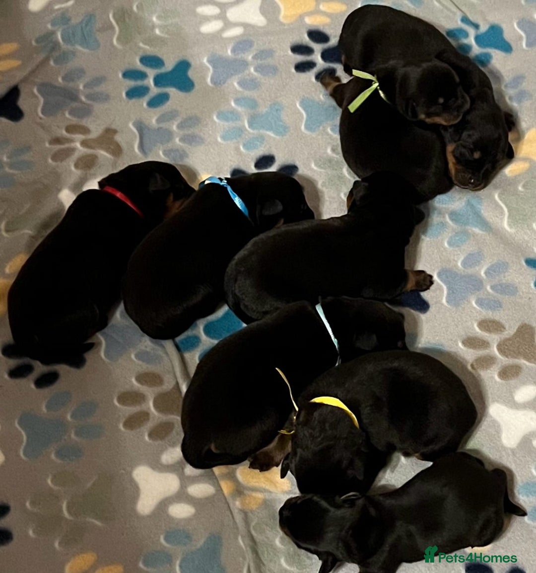 Rottweiler dogs for sale: Beautiful Rottweiler Puppies For Sale 🐾🖤 - Image 8