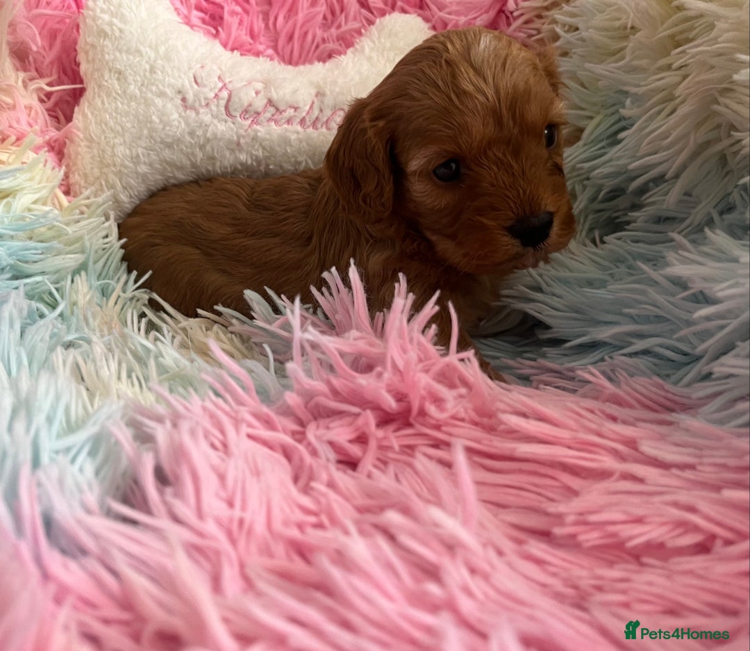 Cavapoo dogs for sale: Absolutely gorgeous cavapoo babies available. 🐾 - Image 5
